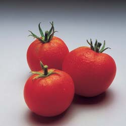 Tomate 'Montfavet 63-5 Hyb. F1'